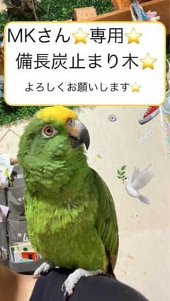 備長炭止まり木⭐️止まり木⭐️パーチ⭐️専用です♪（╹◡╹）♡✨ 備長炭止まり木⭐️止まり木⭐️パーチ⭐️専用です