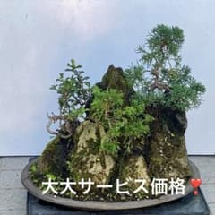 早い者勝ち 自然石付き真柏 長寿梅 雄大 豪快 見応えあり - メルカリ