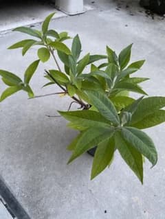 値下げ！　ブッドレア　挿し木から　苗　薄紫のサムネイル