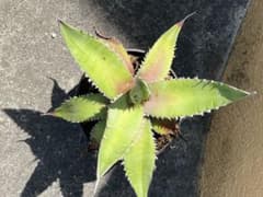 アガベ オテロイ　実生株のサムネイル