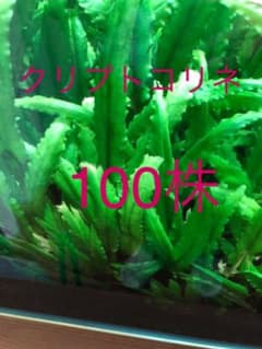 クリプトコリネ　100株のサムネイル