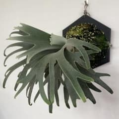 伊弉諾 izanagi 伊奘諾 イザナギ ビカクシダ 脇芽 m12251752661_1.jpg?1726964856