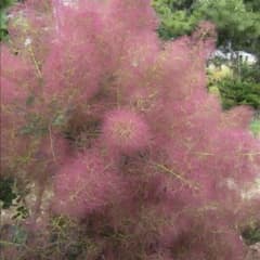 ⑧赤スモークツリー　切花のサムネイル