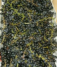 山葡萄 天然 北海道産のサムネイル