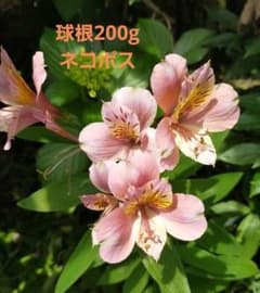 アルストロメリア　ピンク　球根200gのサムネイル