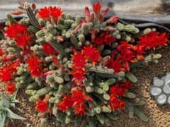 多肉植物 サボテン(白檀)カキコ | Beli pada Mercari dari Jepun! | Buyee