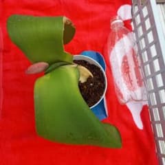 あんぽんたん様専用です！のサムネイル