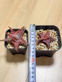 アロエハイブリッド 2株セットのサムネイル