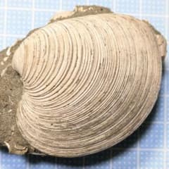 頭骨標本ジャワマングースペア|mercariメルカリ官方指定廠商|Bibian