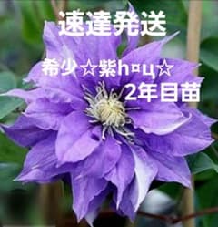 クレマチス苗　希少② 速達発送 希少クレマチス苗 ☆紫h¤ц☆ パテンス系八重咲き □2年目苗