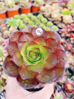 554 魅金ローズ 多肉植物 アエオニウム 抜き苗 - メルカリ