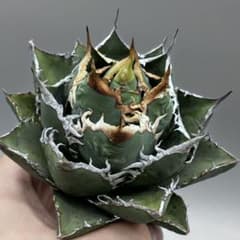 2*0様 【龍門】アガベ チタノタ“悪魔海王” 強棘 特選 精品株 高級海王 龍門】アガベ チタノタ“悪魔海王” 強棘 特選 精品株 高級海王 - メルカリ