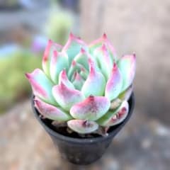 多肉植物♡チワワエンシス（抜き苗） - メルカリ