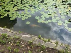 スイレンとコイの池の風景のサムネイル