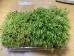 木曽ひのき森育ち 天然 苔 二種セットのサムネイル