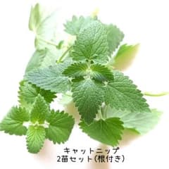 キャットニップ　キャットミント　猫草　ハーブ　猫　猫グッズ　9のサムネイル