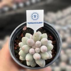 Top【選抜株】多肉植物 361445ベビーフィンガー 40個 鉢無し/脱土