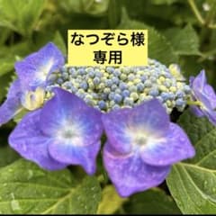 なつぞら　トイプードル　両面フラットポーチ なつぞら様専用 トイプードル 両面フラットポーチ - メルカリ