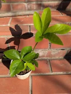 春の植え時セール中！〜5月末まで！ クリスマスローズ 抜き苗ランダム3株のサムネイル
