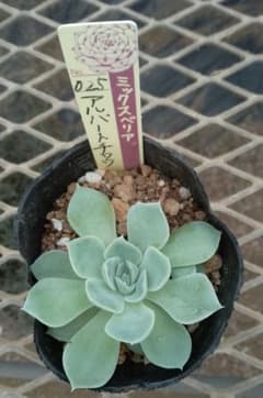 おらいさん アルバートチワワ 苗 ミックスベリア - メルカリ