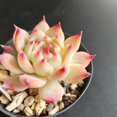 (毒リンゴ×チワワエンシス)×エレガンス札付きポットごとメルカリ便SSSさん苗 エレガンスラパス×中里リンゼアナ札付きポットごとメルカリ便SSSさん苗