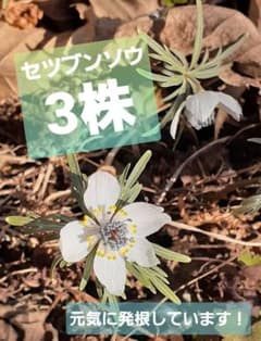 春到来☆セール☆セツブンソウ球根3年物！3株☆おまけ増量中！ - メルカリ