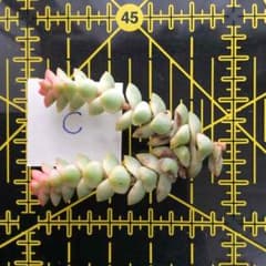多肉植物 パステル 未発根 カット苗 Cのサムネイル