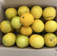 【即日発送】福岡県産　新鮮かぼす 種あり 不揃い　自然育ち　無農薬のサムネイル