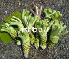 本生わさび 農家直送 本生わさび 農家直送 - メルカリ