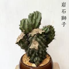 ✨2026✨柱サボテンセレウス①岩石獅子 鬼面角綴化 多肉植物サボテン