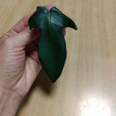 観葉植物 フィロデンドロン フロリダ　 抜き苗のサムネイル