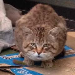 しーちゃま様専用！妖怪メダルのサムネイル