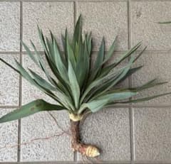 ユッカグロリオサ 美品の子安心の芋付き新芽付き発根株ドライガーデン