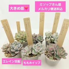 ビ*キ様 ㊸大きめ さくらホイップ❣️ミニマカロン❣️中リン交配❣️発根済6苗メ ⑩大きめ ももホイップ❣️ミニマカロン交配❣️桃コロ❣️発根済6苗