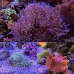 海水魚水槽　LPS2種＋レッド系ディスクセットのサムネイル