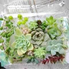 多肉植物 カット苗 詰め合わせセット☆のサムネイル