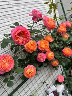 つるバラ苗 Solei romanticaのサムネイル