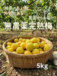 ㊺ 梅 完熟梅 5キロ 訳あり 無農薬のサムネイル
