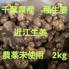 千葉県産 近江生姜 種生姜 2kg 農薬未使用 農家直送のサムネイル