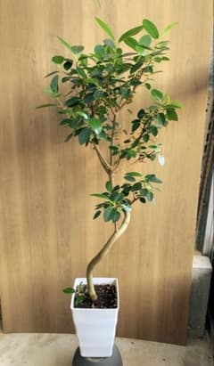 フランスゴム　リビングサイズ　高さ115ｃｍ フランスゴム リビングサイズ 高さ115cm - メルカリ