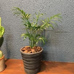 テーブルヤシ鉢付きのサムネイル