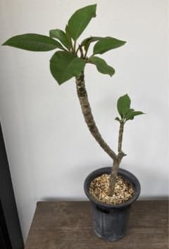 プルメリア 苗木 ハワイ 南国 観葉植物 インテリア グリーン 苗のサムネイル