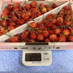 山形県産さくらんぼ やまがた紅王 訳あり 1kgのサムネイル