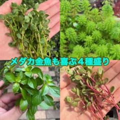 メダカ金魚も喜ぶ4種盛り　ビオトープ　無農薬のサムネイル