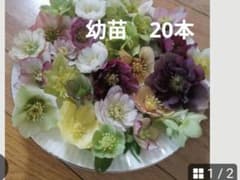 クリスマスローズ抜き苗 幼苗 20本 0717 - メルカリ
