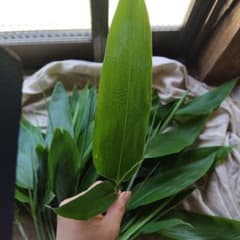 だんご　熊笹、チマキザサ、天然　鳥取から　業務用枚数　和菓子作りなど　ちまきのサムネイル