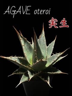 実生】 アガベ オテロイ ノーネーム 美株 - メルカリ
