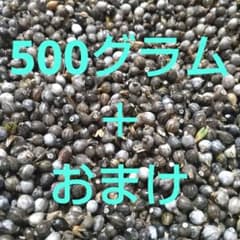 ☆数珠玉☆    500グラムのサムネイル