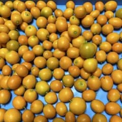 キンカン　サイズいろいろ　1.5キロのサムネイル