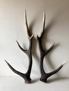 日本鹿の角 大物左右ペア約55~60cm 駆除個体 天然素材 縁起物インテリアのサムネイル
